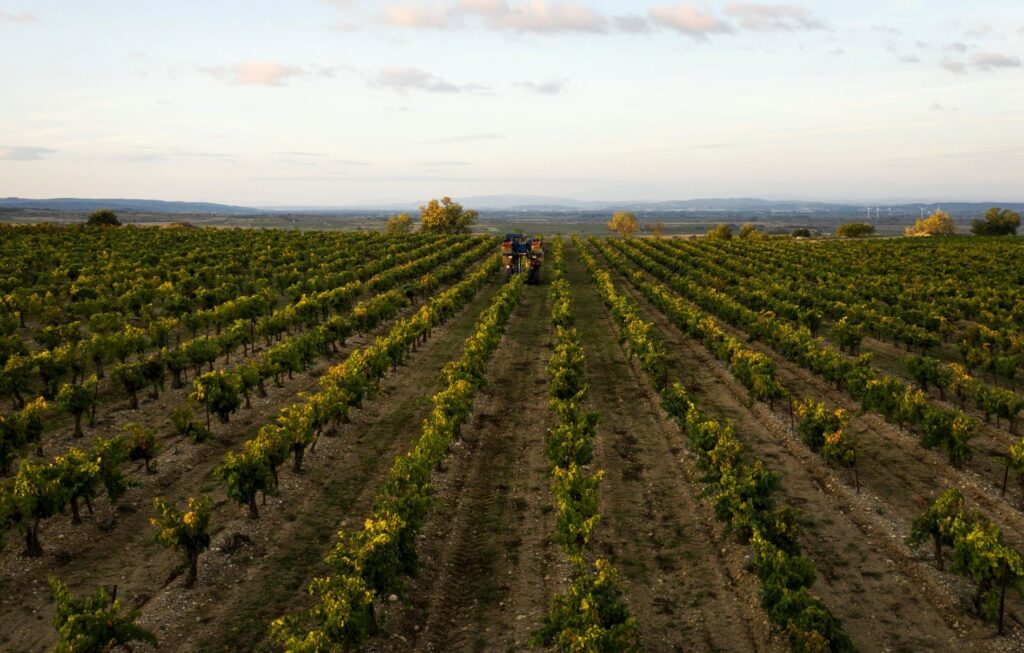 Domaine-de-soustres_vendanges