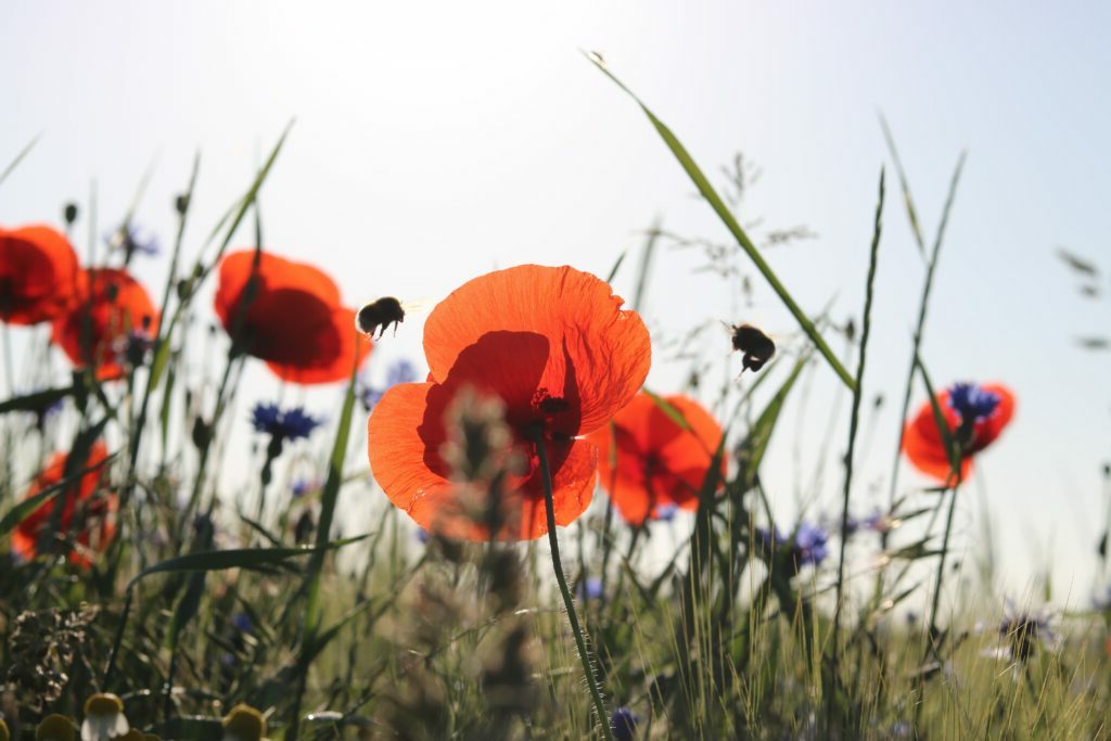 domaine-de-soustres-abeilles-coquelicots