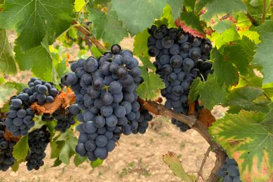 Domaine-de-soustres_Carignan