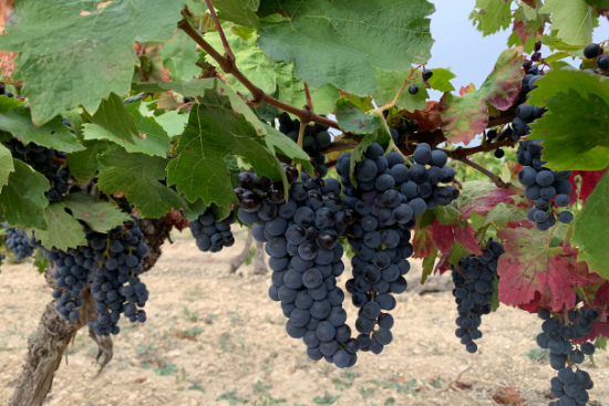 Domaine-de-soustres_Grenache