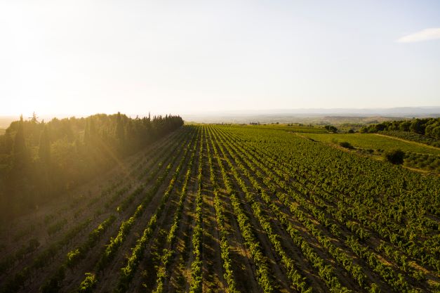 Domaine-de-soustres_climat-coteaux-enserune