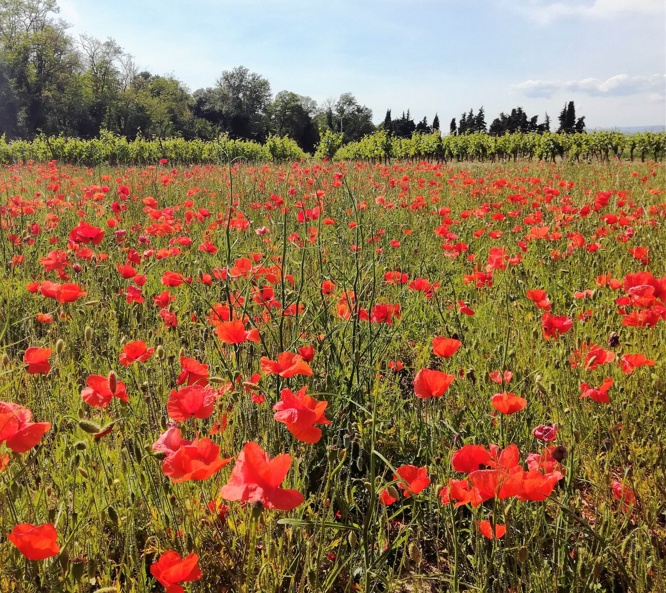 Domaine-de-soustres_Nature-preservee