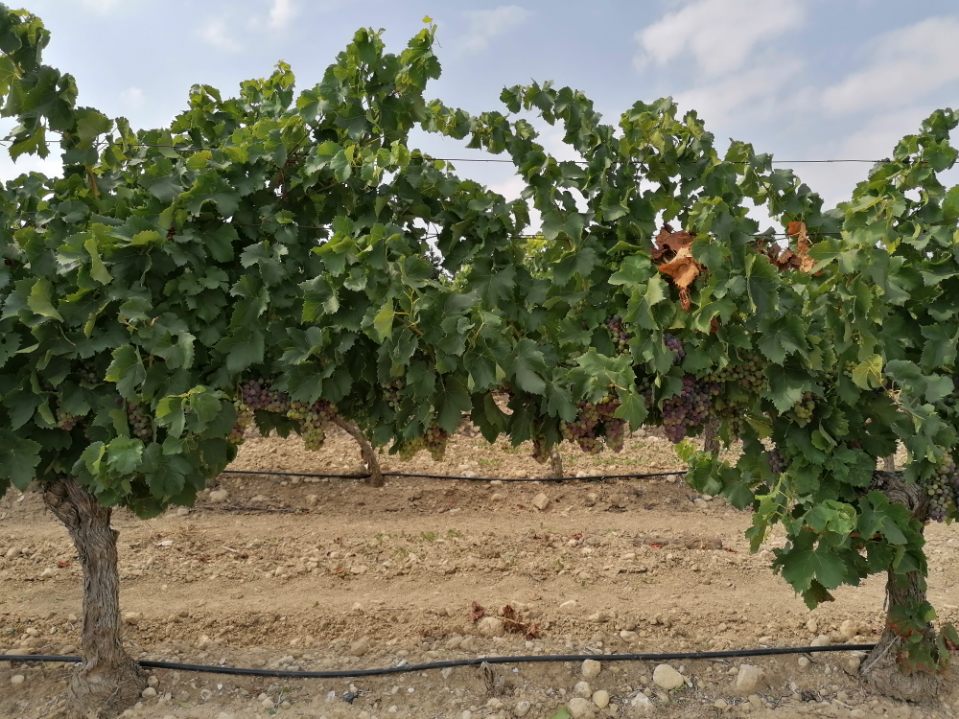 Domaine-de-soustres_véraison-grenache-noir