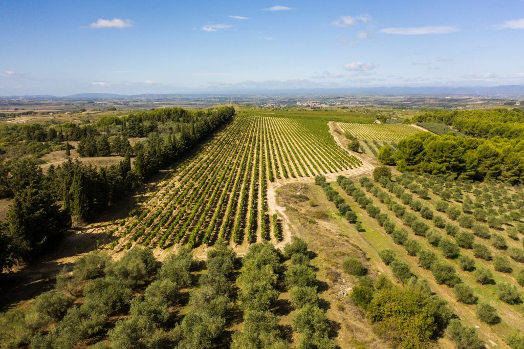 Domaine-de-soustres_olivier-vignes