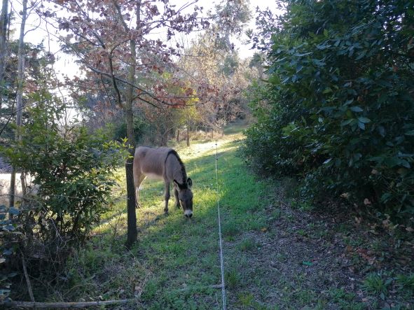 Domaine-de-soustres_Anes-foret-soustres
