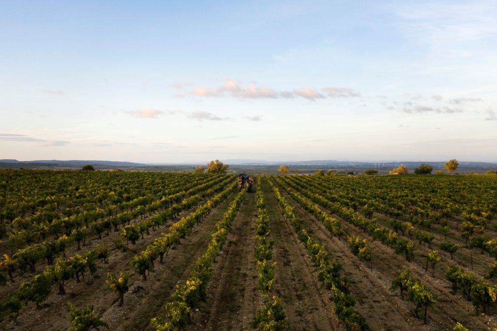 Domaine-de-soustres_blanc-de-gris-2020