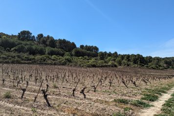 domaine_de_soustres-artpleurs-vigne7