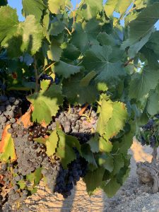 Domaine_de_soustres-vendanges5