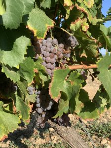 Domaine_de_soustres-vendanges7